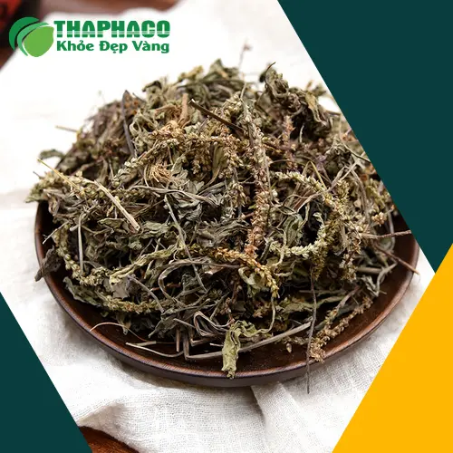 Mã đề khô chất lượng cao tại THAPHACO