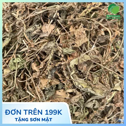 Bảo quản mã đề sấy khô đúng cách để giữ nguyên dược tính