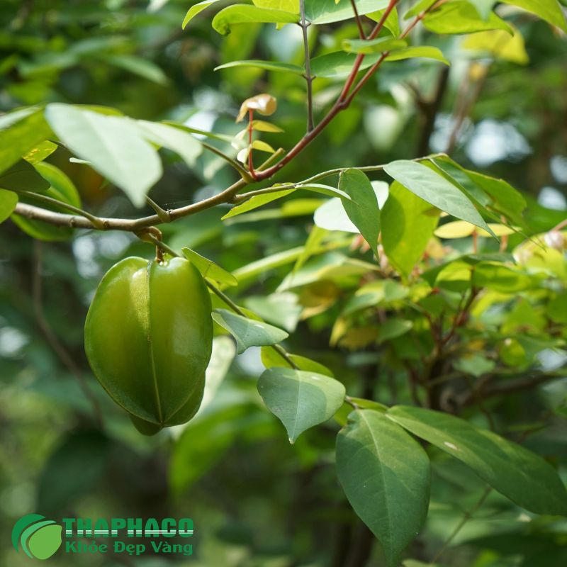 Thaphaco tự hào là thương hiệu dược liệu uy tín, cam kết mang đến sản phẩm sạch, nguyên chất