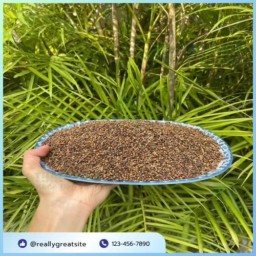 Bảo quản nụ vối sấy khô Thaphaco trong bao bì kín, nơi khô ráo