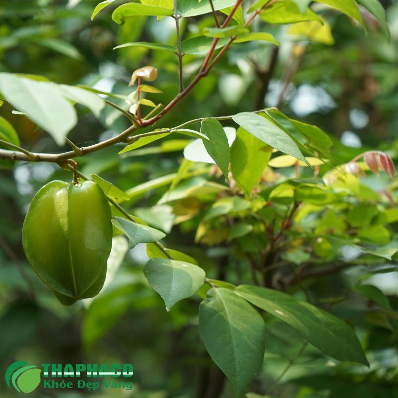 Nước Tắm Thảo Dược Làm Dịu Da, Giảm Ngứa Tức Thì Kết Hợp Với Lá Khế Tươi
