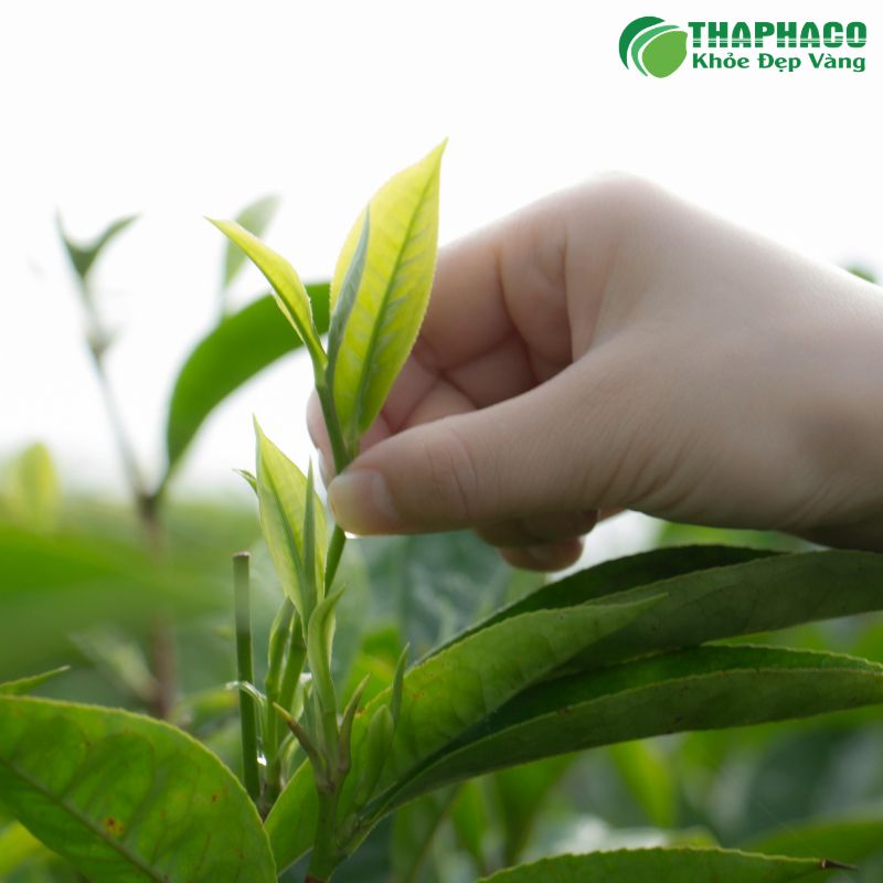 Thaphaco áp dụng quy trình kiểm định chất lượng nghiêm ngặt từ vùng trồng đến thành phẩm