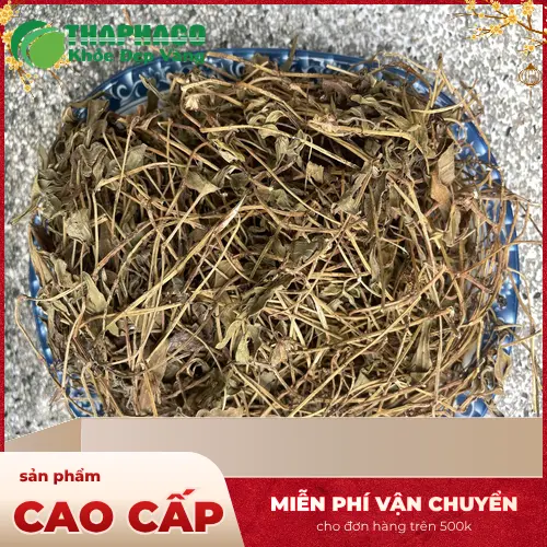 Hình ảnh cây Sài đất tươi tốt tại vườn dược liệu THAPHACO
