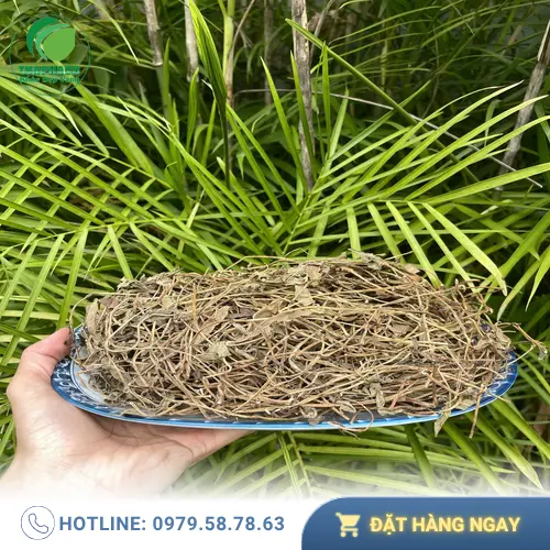 Sài đất sấy khô chất lượng cao từ THAPHACO