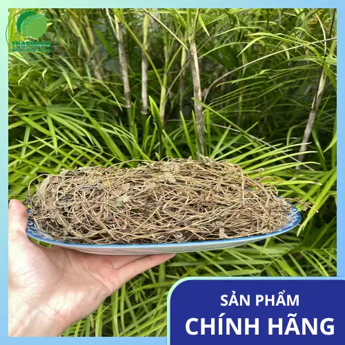 Sài đất sấy khô chất lượng cao của THAPHACO đã được đóng gói