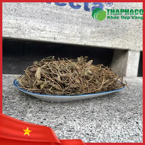 Sài đất tươi sau thu hoạch sẵn sàng cho các bài thuốc