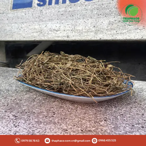 Sài đất được phơi khô tự nhiên, giữ nguyên dược tính