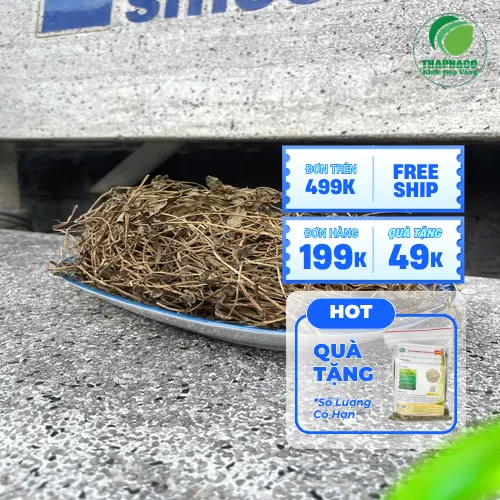 Quy trình sản xuất sài đất khô THAPHACO đảm bảo chất lượng