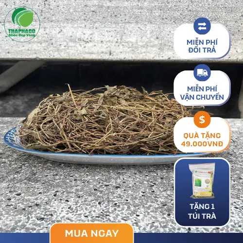 Quy trình sản xuất sài đất khô THAPHACO