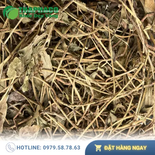 Chương trình khuyến mãi mua sài đất sấy khô 3kg miễn ship tại THAPHACO