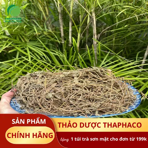 Sài đất khô được đóng gói cẩn thận tại THAPHACO