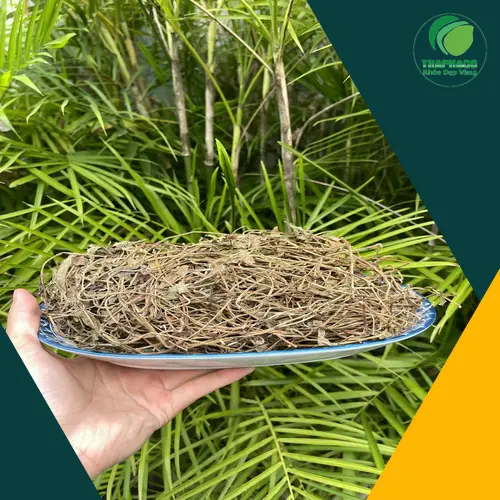 Đảm bảo an toàn khi sử dụng sài đất sấy khô