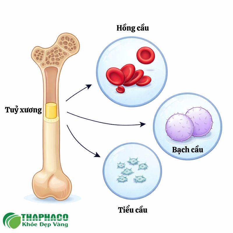 suy tuỷ xương là bệnh gì