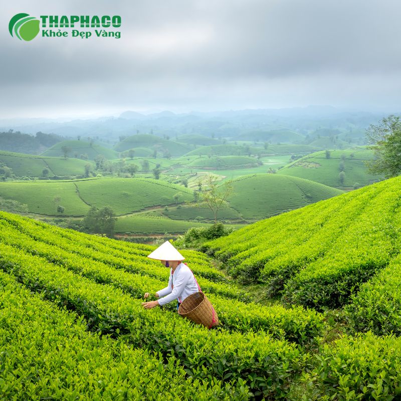 Thaphaco Cung Cấp Dược Liệu Sạch, Nguyên Chất Hỗ Trợ Sức Khỏe Toàn Diện