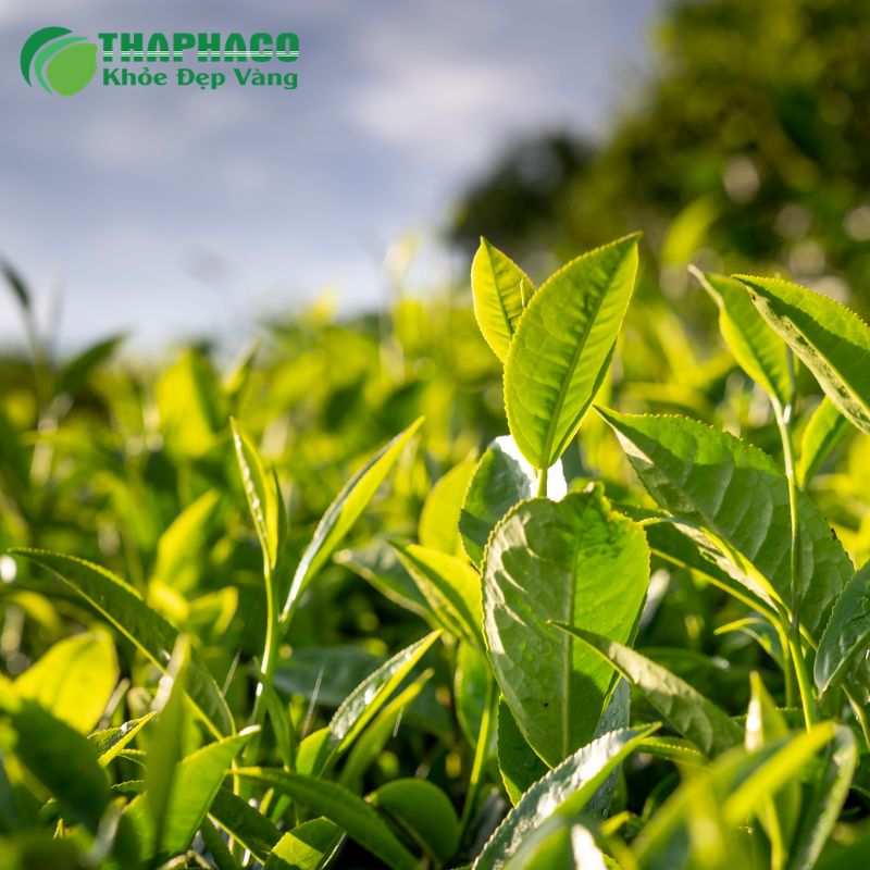 Vảy nến là một bệnh phức tạp, đòi hỏi chẩn đoán và điều trị bởi bác sĩ chuyên khoa da liễu