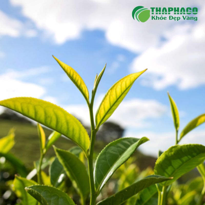 Thaphaco Mang Đến Giải Pháp Dược Liệu Sạch, Nguyên Chất Hỗ Trợ Làn Da Khoẻ Mạnh