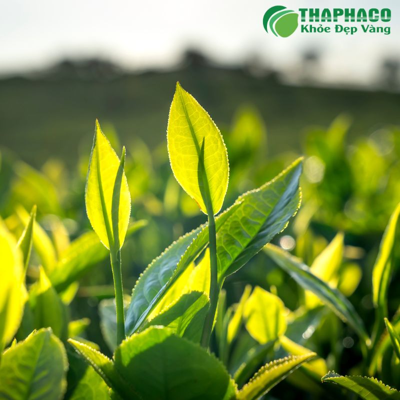 Thaphaco tự hào là đối tác tin cậy với cam kết cung cấp các sản phẩm dược liệu sạch, nguyên chất