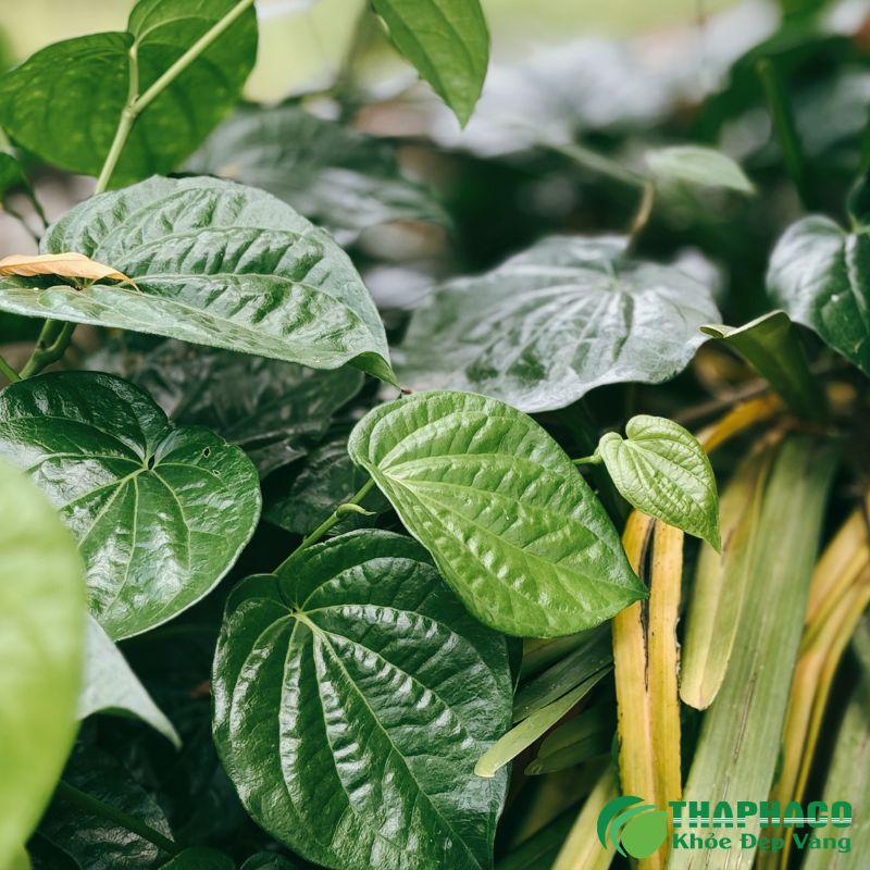 Địa Chỉ Uy Tín Cung Cấp Dược Liệu Hỗ Trợ Sức Khỏe Nam Giới Sạch, Nguyên Chất Từ Thaphaco