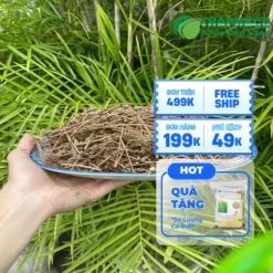 Địa chỉ bán cây xấu hổ khô tại TP.HCM | THAPHACO Giá Rẻ