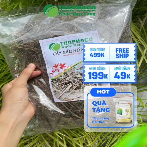 Hình ảnh cây xấu hổ mọc tự nhiên với đặc điểm lá khép lại