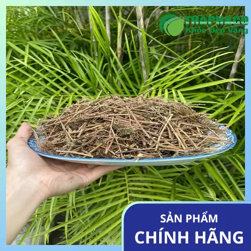 Cây xấu hổ tươi - thảo dược quý trong dân gian