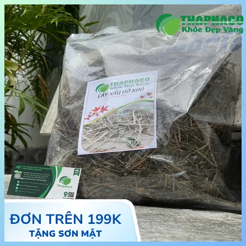 Công dụng của cây xấu hổ trong việc cải thiện giấc ngủ