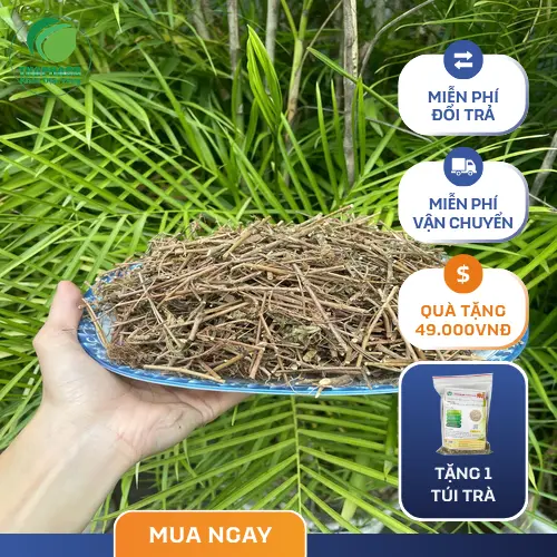 Hình ảnh rễ cây xấu hổ được phơi khô để làm dược liệu