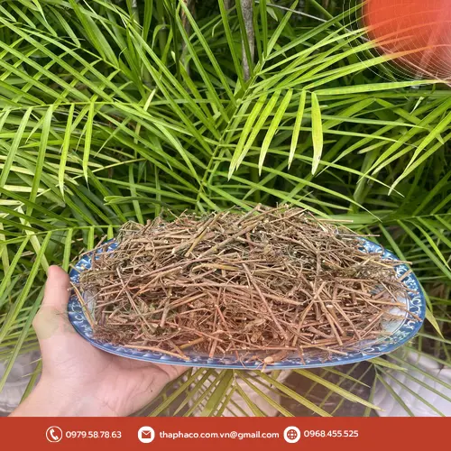 Sản phẩm cây xấu hổ sấy khô sau khi áp dụng công nghệ sấy hiện đại của THAPHACO