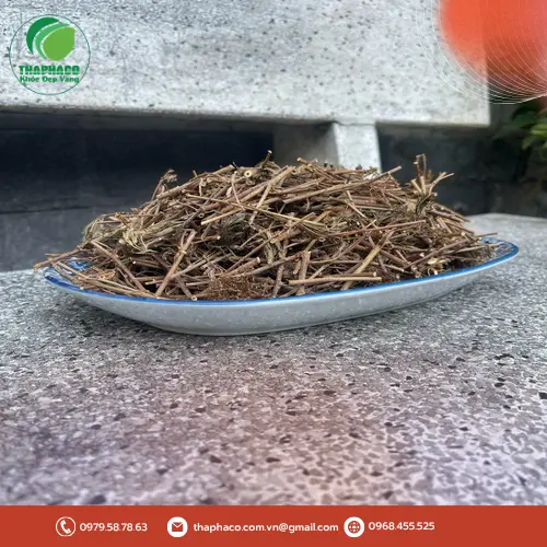 Cách dùng cây xấu hổ khô hiệu quả
