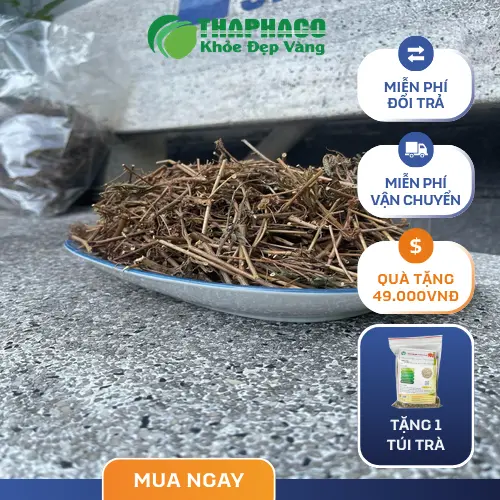 Cây xấu hổ sấy khô THAPHACO đóng gói chất lượng