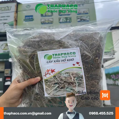Cây xấu hổ khô chất lượng tại THAPHACO