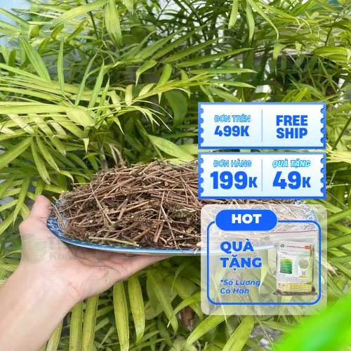 Địa chỉ Dược liệu THAPHACO cung cấp cây xấu hổ khô uy tín tại TP.HCM