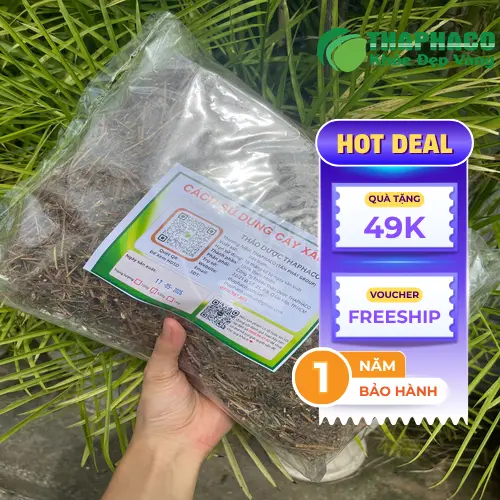 Cận cảnh cây xấu hổ sấy khô chất lượng cao từ THAPHACO