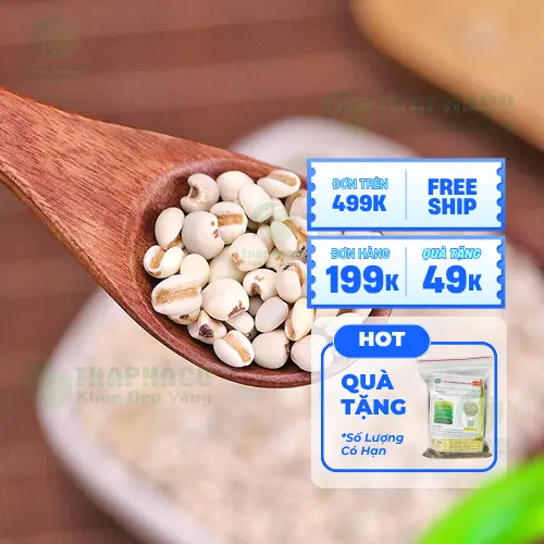 Hạt ý dĩ khô chất lượng cao từ THAPHACO