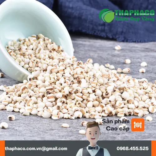 Hạt Ý Dĩ THAPHACO với công dụng đa dạng
