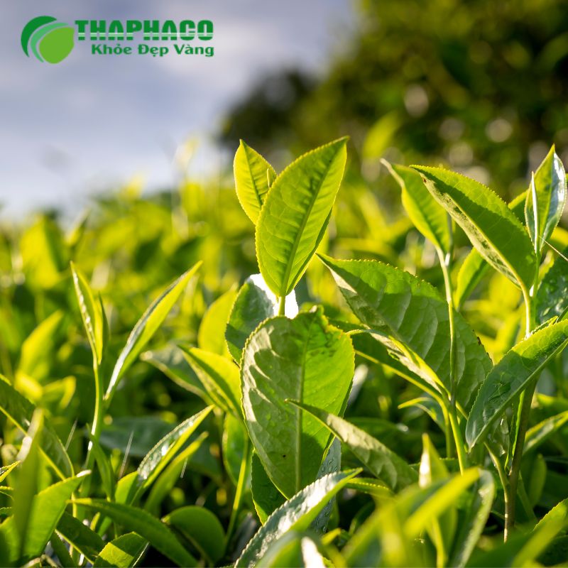 Thaphaco đảm bảo dược liệu luôn sạch, an toàn, giữ trọn vẹn dược tính, không lẫn tạp chất