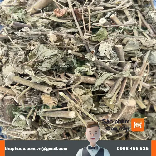 Lợi ích sức khỏe của cây cối xay THAPHACO