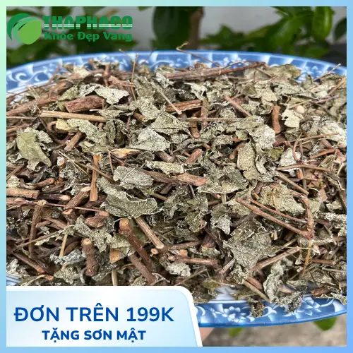 Chè dây được thu hái và sơ chế sạch sẽ tại THAPHACO