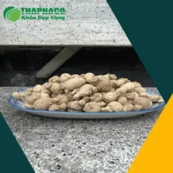 Địa chỉ bán sỉ củ tam thất nam tận gốc tại TP.HCM