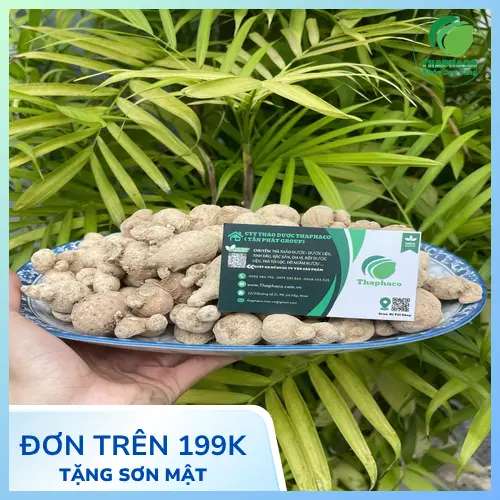Nhiều lựa chọn kích thước củ tam thất nam tại THAPHACO
