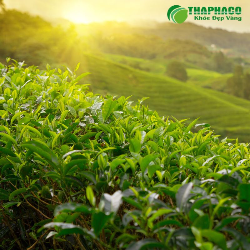 Thaphaco Cung Cấp Dược Liệu Sạch, Nguyên Chất Cho Sức Khỏe Tuyến Giáp Của Bạn