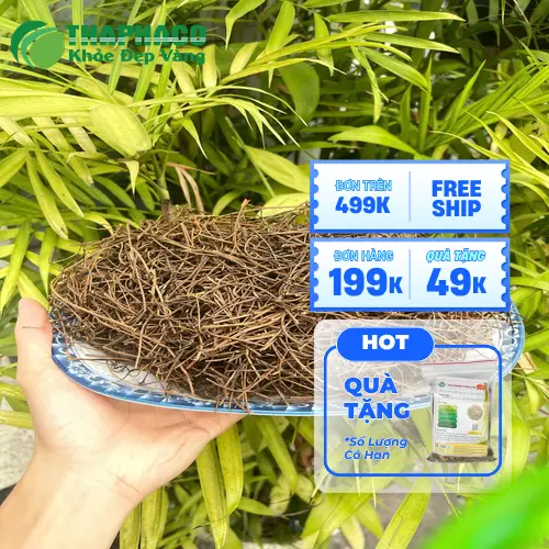 Dây tơ hồng THAPHACO khô chất lượng