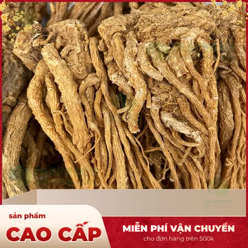 Công dụng của Đương Quy cho sức khỏe và cách dùng phổ biến