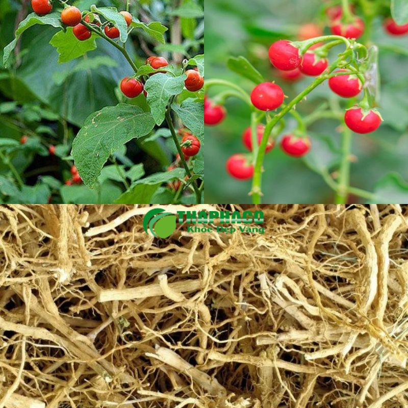 Cà gai leo là dược liệu vàng cho lá gan khỏe mạnh