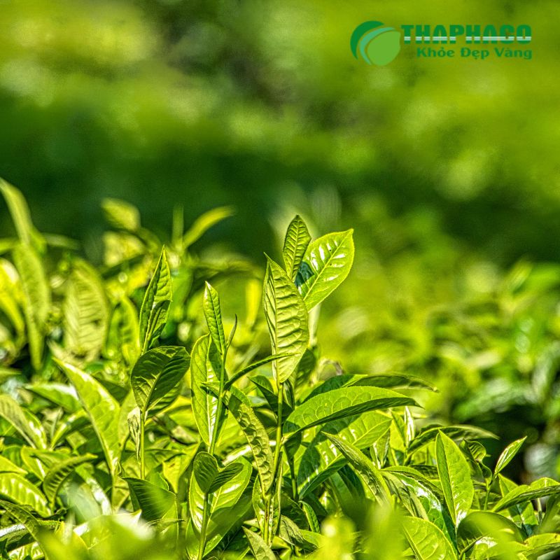 Những Lưu Ý Quan Trọng Khi Xử Lý Khí Hư Bất Thường