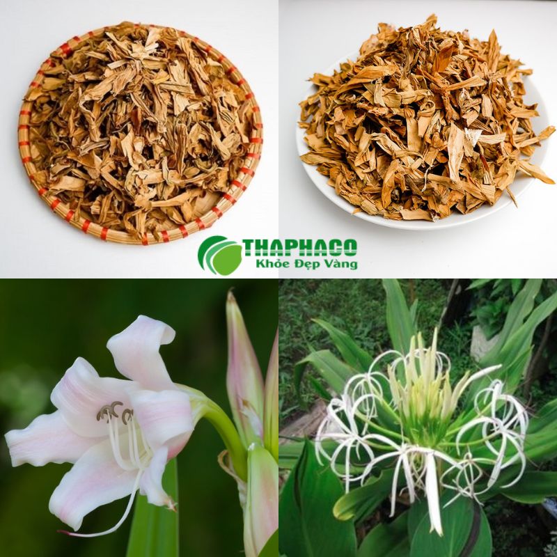 Lưu Ý Quan Trọng Khi Sử Dụng Dược Liệu Hỗ Trợ Kinh Nguyệt Không Đều