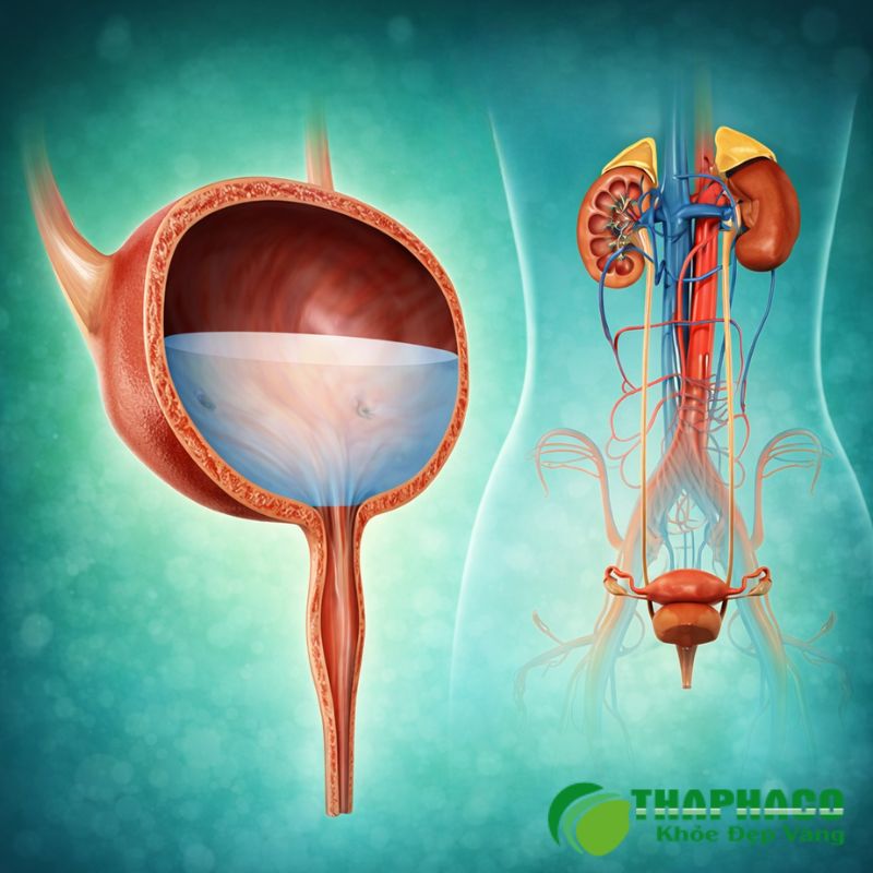 lao đường tiết niệu là gì