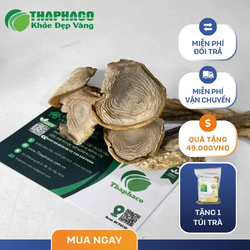 Địa chỉ bán nấm lộc nhung uy tín THAPHACO
