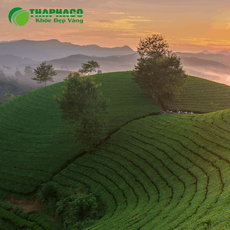 Dược Liệu Thaphaco Sạch, Nguyên Chất, Đồng Hành Cùng Sức Khỏe Phụ Nữ