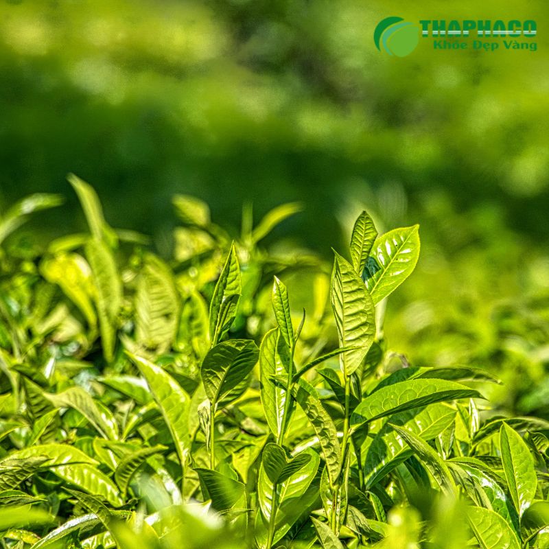 Công Dụng Của Dược Liệu Thaphaco Trong Hỗ Trợ Điều Trị Rận Mu